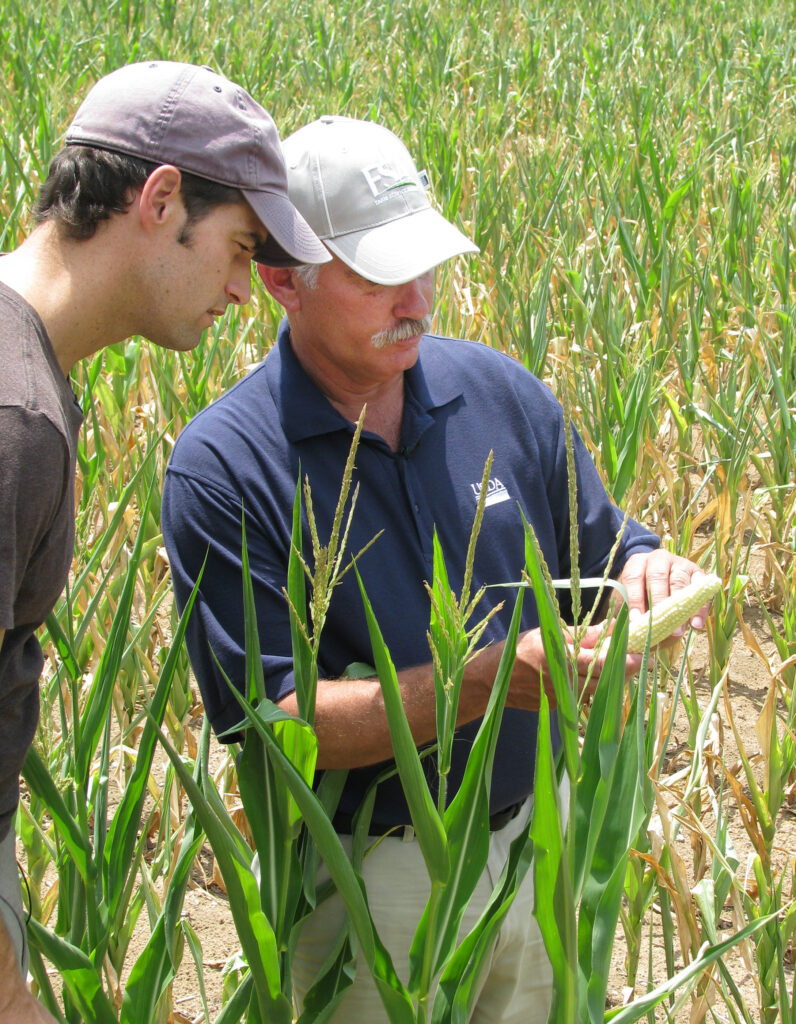 USDA official examines wilted corn in Idaville, Indiana, July 19, 2012. USDA photo by Jacob Maxwell. Public domain.