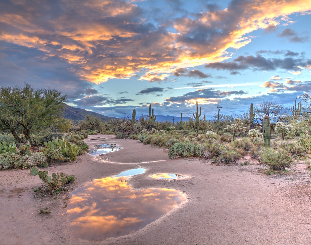 사비노 캐니언의 사와로 선인장과 비구름